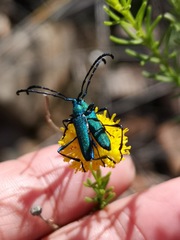 Hypocrites scabriusculus