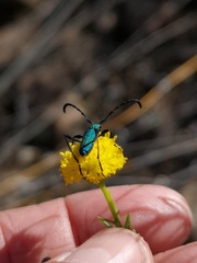 Hypocrites scabriusculus