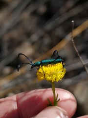 Hypocrites scabriusculus