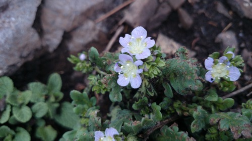Phacelia patuliflora var. teucriifolia