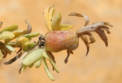 Asphondylia atriplicis