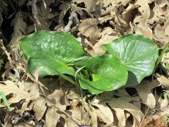 Arum cylindraceum