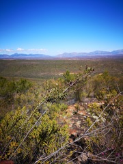 Freylinia densiflora
