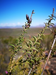 Freylinia densiflora