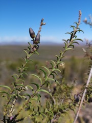 Freylinia densiflora