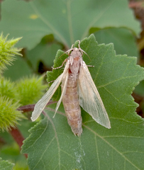 Phragmataecia castaneae