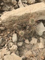 Grusonia grahamii