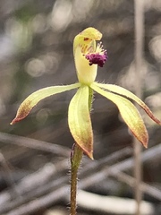 Caladenia testacea