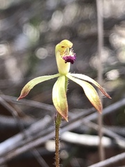 Caladenia testacea