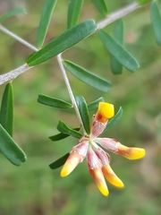 Pultenaea retusa