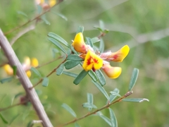 Pultenaea retusa