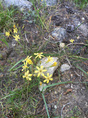 Triteleia ixioides anilina