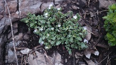 Phacelia patuliflora teucriifolia