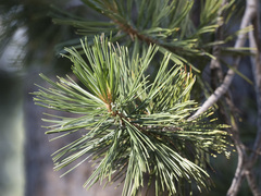 Pinus monticola