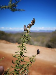 Freylinia densiflora