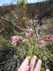 Freylinia densiflora