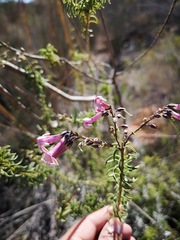 Freylinia densiflora