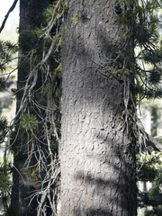 Pinus monticola