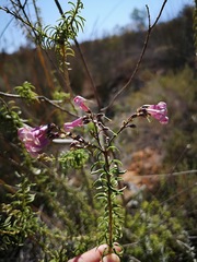 Freylinia densiflora