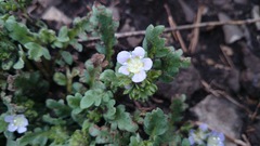 Phacelia patuliflora teucriifolia