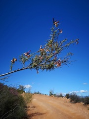 Freylinia densiflora