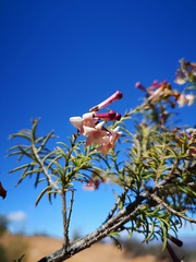 Freylinia densiflora