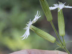 Silene occidentalis