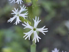 Silene occidentalis