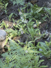 Silene occidentalis