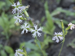 Silene occidentalis