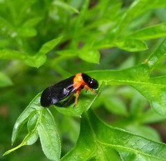 Phymatostetha deschampsi