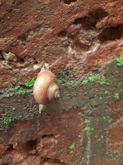 Gastropoda