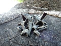 Auricularia auricula-judae