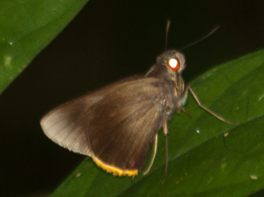 Fringed Branded Redeye