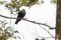 Ducula goliath