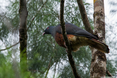 Ducula goliath