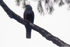 Ducula goliath
