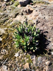 Machairophyllum albidum