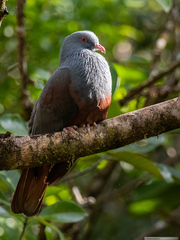Ducula goliath