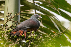 Ducula goliath