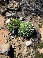 Machairophyllum albidum