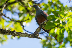 Ducula goliath