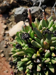 Machairophyllum albidum