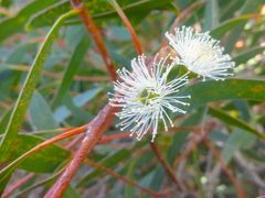 Eucalyptus diversifolia diversifolia