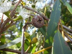 Eucalyptus diversifolia diversifolia