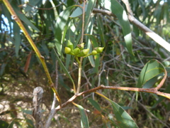 Eucalyptus diversifolia diversifolia