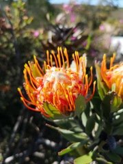 Leucospermum pluridens