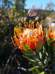 Leucospermum pluridens