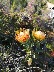 Leucospermum pluridens