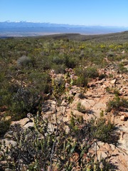 Paranomus roodebergensis